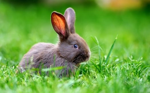 Would a Domestic Rabbit Survive in the Wild