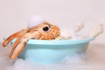 Is It Safe to Bathe a Rabbit?