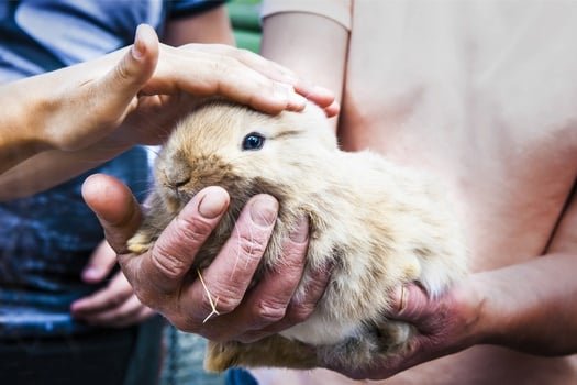 When Can You Handle Baby Rabbits?