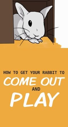 Why Won’T Your Rabbit Come Out And Play