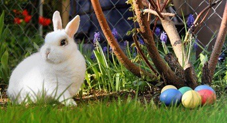 Are Rabbits Allowed To Eat Fabric? (Cotton, Wool, Polyester + Felt)