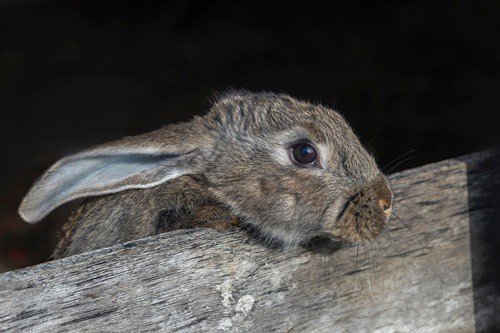 Do Rabbits Have Good Night Vision?