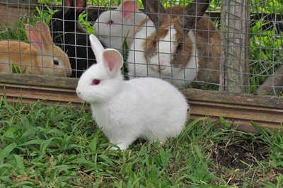 Normal And “Abnormal” Rabbit Poop Types