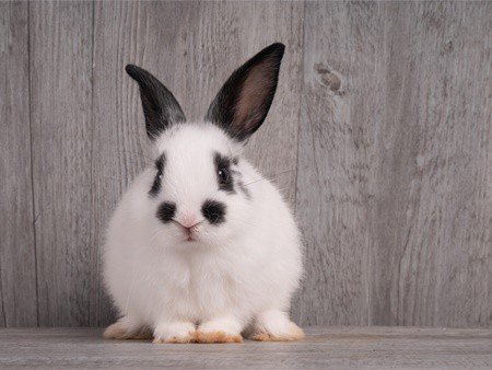 Why Does My Rabbit Have Gas? (Farting And Flatulence Meaning)