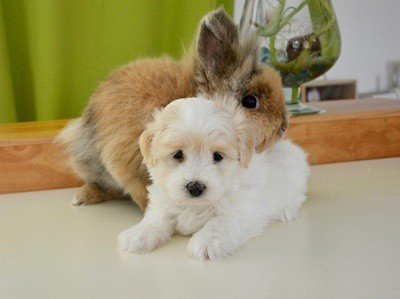 Can Rabbits And Dogs Live Together