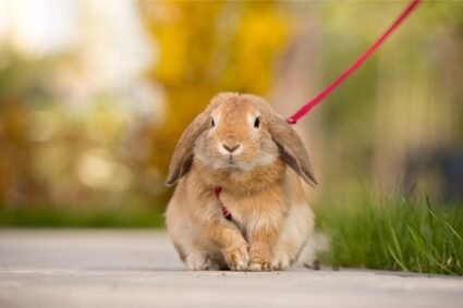 Can Rabbits Wear Collars Or Harnesses Safely