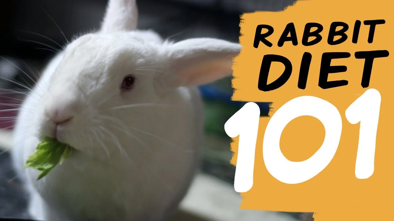 Rabbit Diet 101: What To Feed Your Rabbit