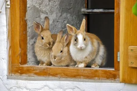 Rabbits Need More Space Than You Think