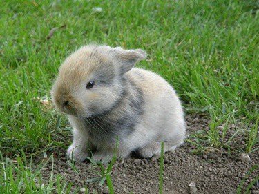 What Age Can Baby Rabbits Go Outside