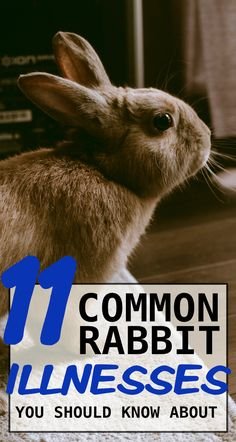 11 Common Rabbit Illnesses And Their Symptoms