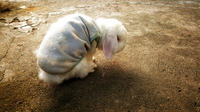 How To Care for An Older Rabbit