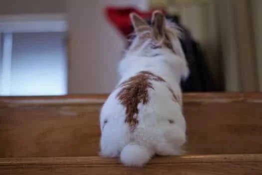 Can Rabbits Climb Trees, Fences, Walls, And Stairs?