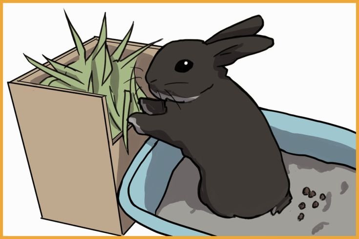 Rabbit Emergencies: What To Do If You Can’T Get To a Vet