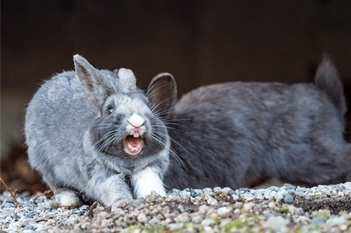 Why Do Rabbits Scream?