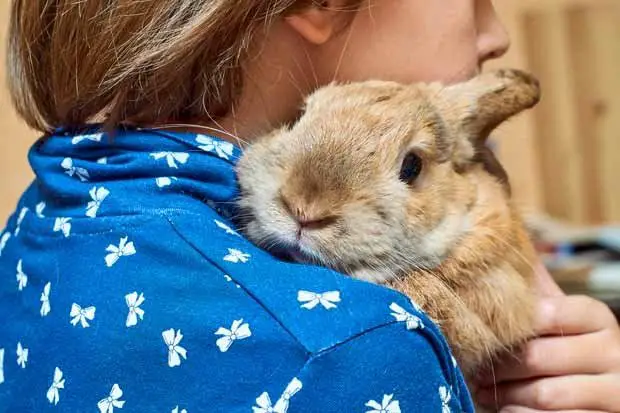 Are Rabbits Good Pets for Autistic People