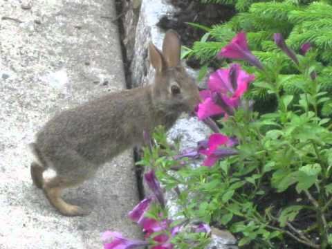 Can Rabbits Eat Petunias