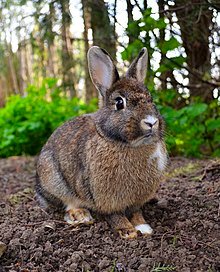 The Survival Species: Rabbit Anatomy From Nose To Tail