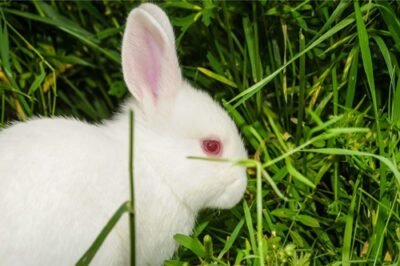 Why Do White Rabbits Have Red Eyes? (Albinism)