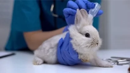 How to Treat Rabbit Fleas