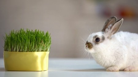 How to Reduce Calcium in Your Rabbit’S Diet