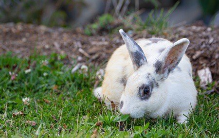 Can Rabbits Chew Branches (Apple, Pine, Rose, Cedar, And Olive)