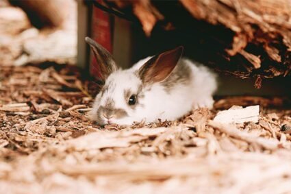 Can Baby Rabbits Drink Cow Milk