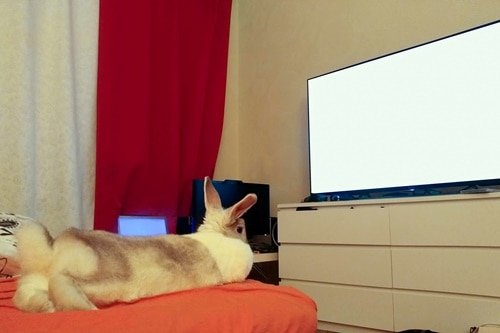 Do Rabbits Like to Watch Tv?