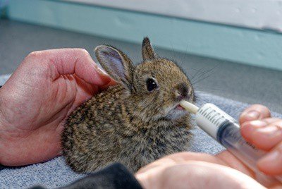 Will A Wild Baby Rabbit Survive in Captivity?