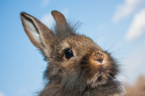 How Good is a Rabbit’S Sense of Smell?