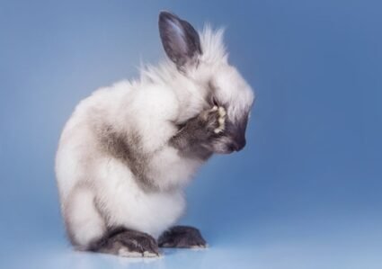 Do Rabbits Cry When in Pain, Sad, Hungry, Or They Die?