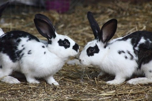 How Do Rabbits Establish Dominance in a Bonded Pair