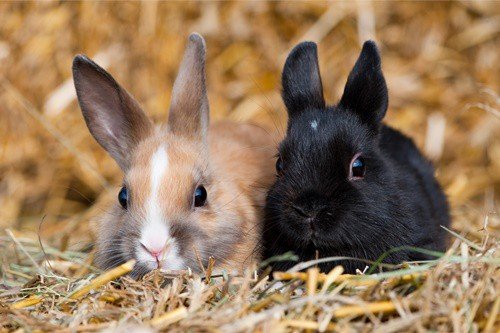 At What Age Can a Rabbit Get Pregnant?