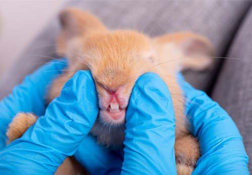 How to Fix Rabbit Teeth Discoloration (Yellow, Brown, And Black Teeth)