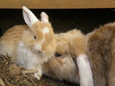 How To Increase Milk Production in Rabbits