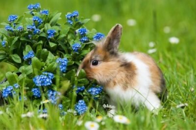 Are There Rabbits That Stay Small? (15 Dwarf Breeds)