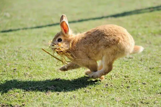 Can Rabbits Walk Or Just Hop