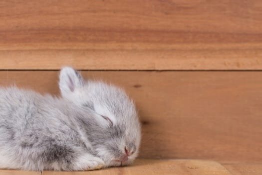 Do Rabbits Blink Their Eyes?