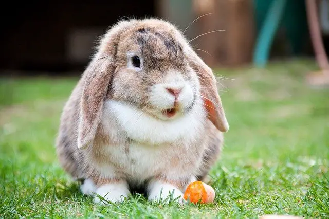 How to Care For Your Rabbits Teeth