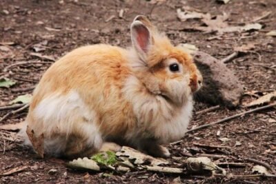 Why Does Rabbit Fur Change Color?