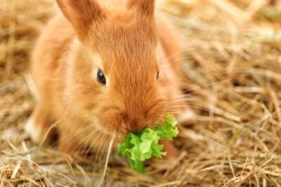 Why Is My Rabbit Losing Weight?