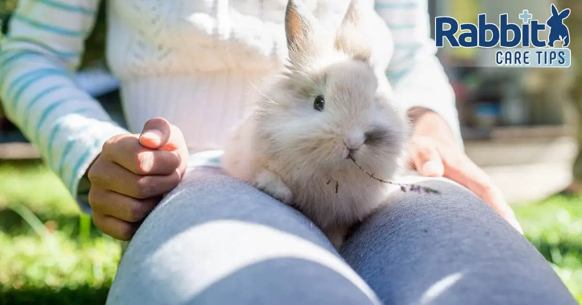 How To Teach A Rabbit To Jump Onto Your Lap