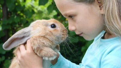 The Pros And Cons of Having Rabbits As House Pets