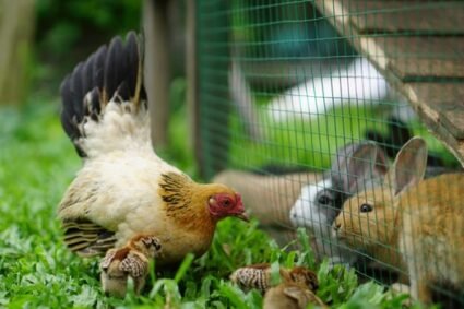 Can Rabbits And Chickens Share a Hutch