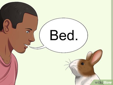 How to Teach Your Rabbit to Go Back into Their Enclosure