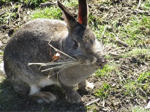 Why Do Rabbits Carry Hay in Their Mouth?