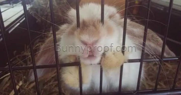 Why Rabbits Rattle Cage Bars And How to Prevent It