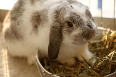 Why Do Rabbits Wiggle Their Noses? (Nose Wiggling Meaning)