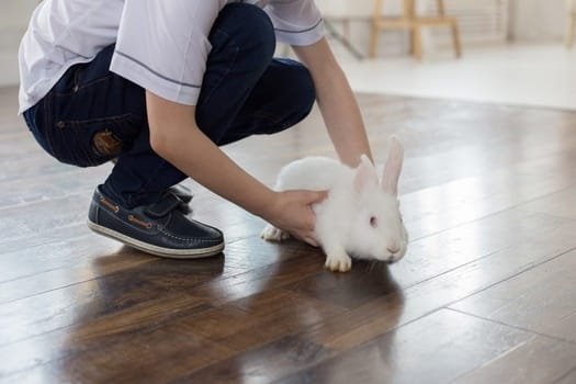 Why Doesn’T My Rabbit Like to Be Held?