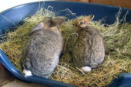 Why is Hay So Important for a Rabbit’S Diet