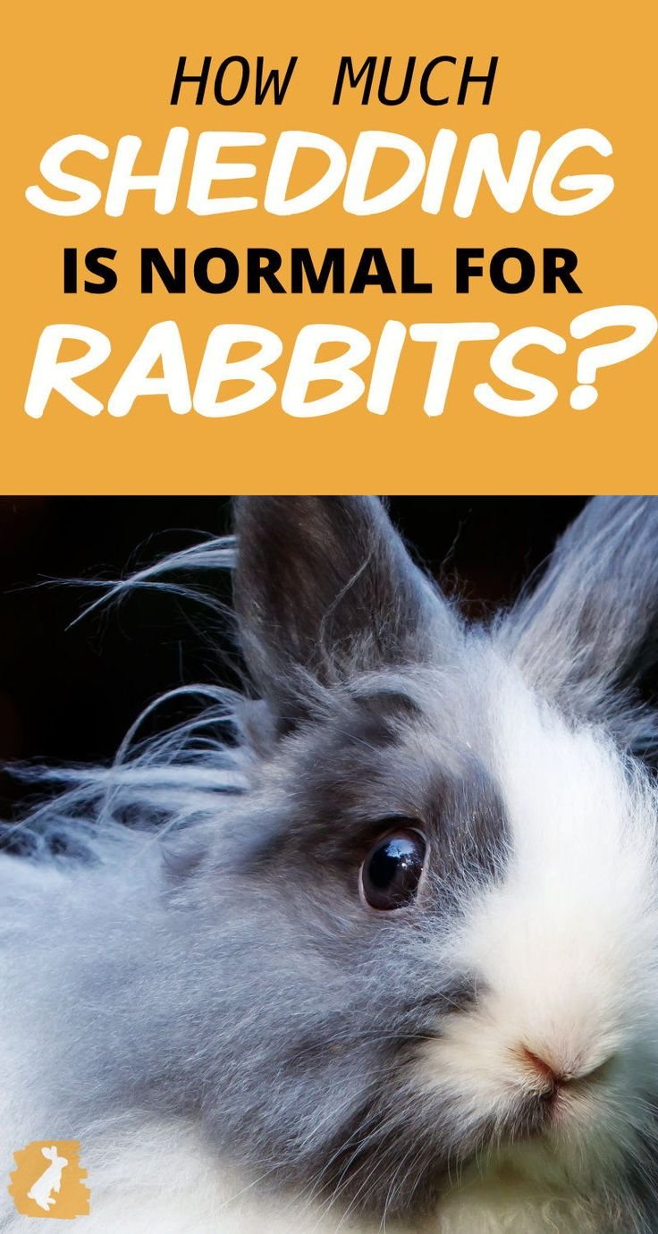 Rabbit Shedding Patterns And How to Deal With All The Fur